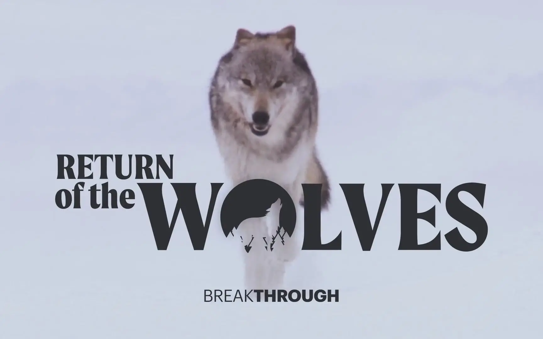 《狼》影评：野性与人性的挣扎，一场震撼心灵的生存史诗